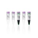 SnapDigest BamHI 快速限制性内切酶, 800 次反应